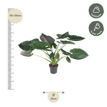 Alocasia Wentii 120 cm | Tropische Zimmerpflanze im XL - Format - Wurzelwerk Design