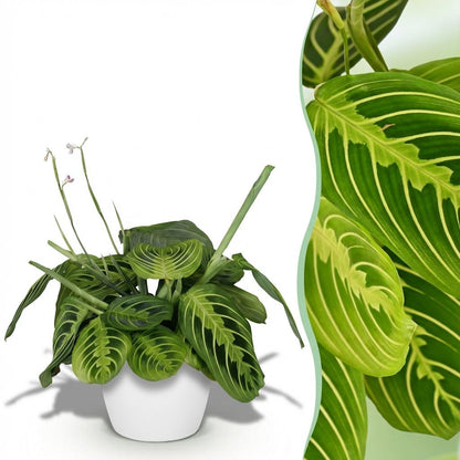 Maranta Lemon Lime kaufen | Gebetspflanze – Topf Ø 12 cm, Höhe 25 cm - Wurzelwerk Design