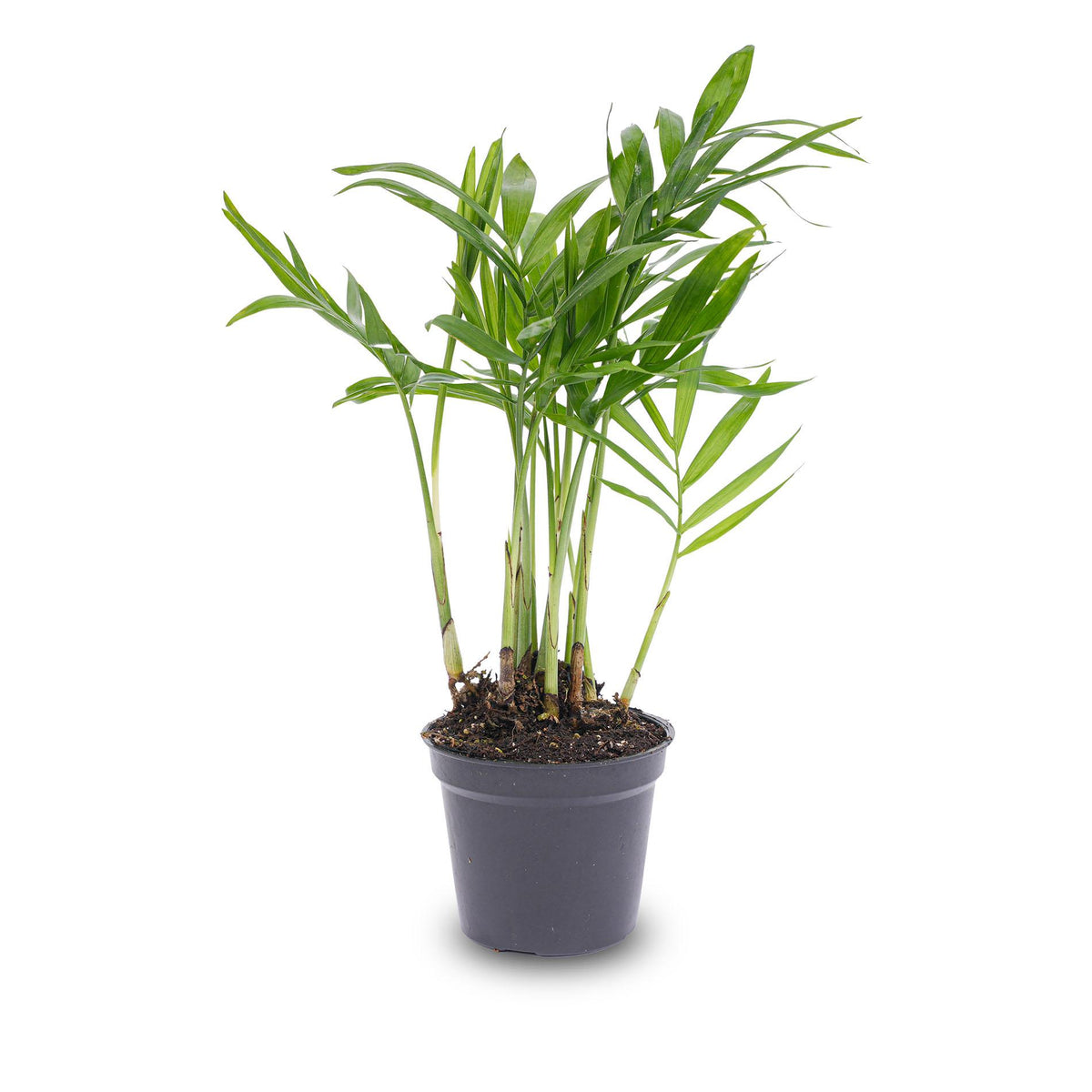 Everspring Bergpalme Chamaedorea elegans &