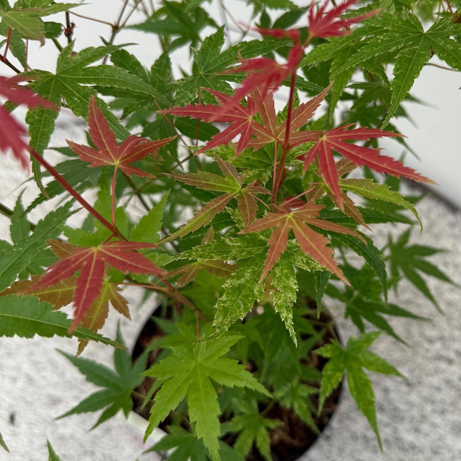 Japanischer Ahorn Acer palmatum Phoenix mit rosa Blättern, laubabwerfend, Topf 19cm, Höhe 70cm, Everspring Pflanze