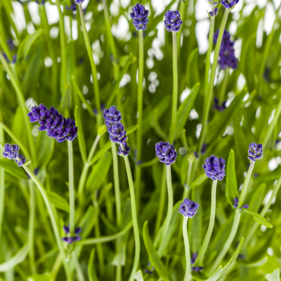Lavandula angustifolia (4er-Set) – Echter Lavendel Ø19 cm | Duft &amp; Bienenliebe