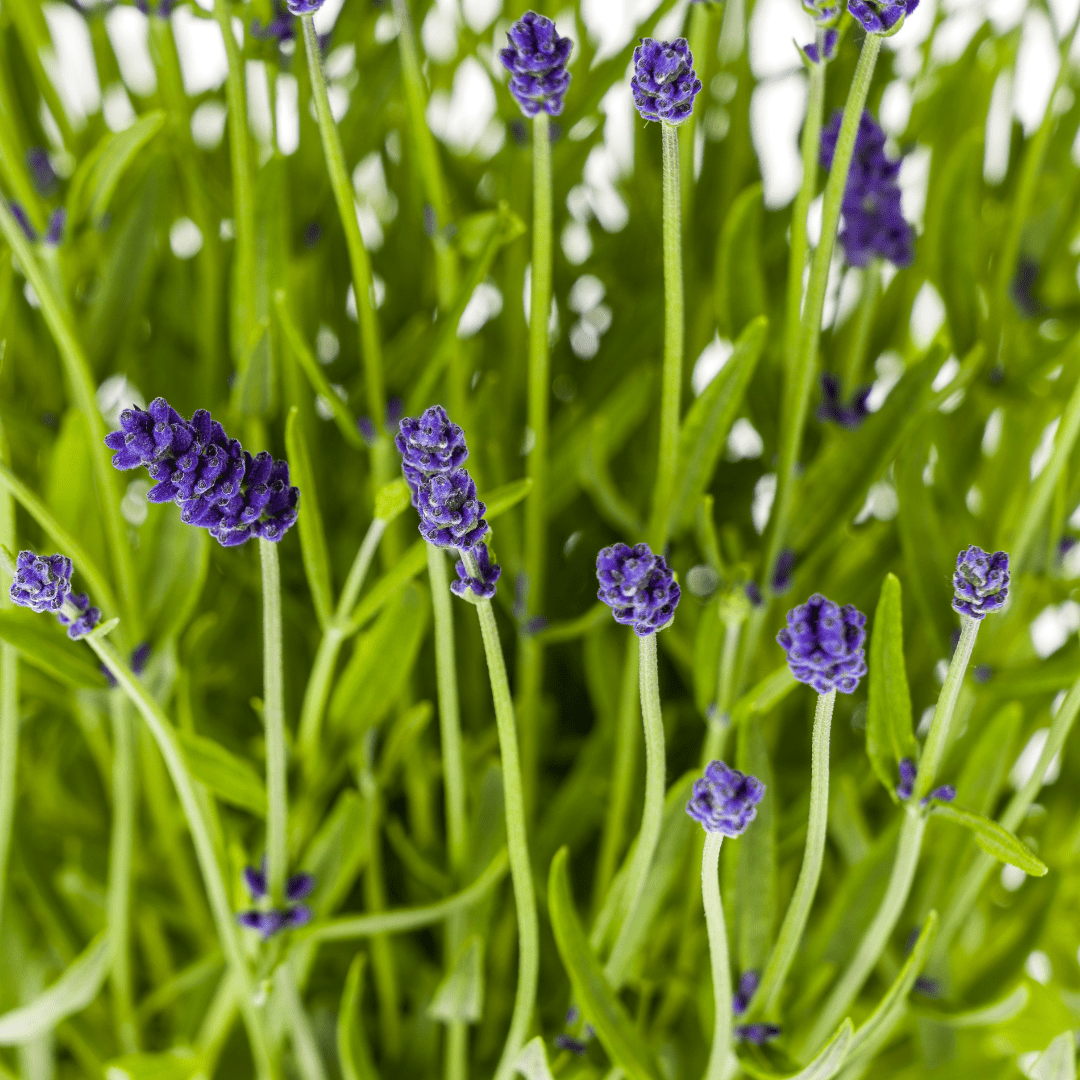 Lavandula angustifolia (4er - Set) – Echter Lavendel Ø19 cm | Duft &amp; Bienenliebe - Wurzelwerk Design