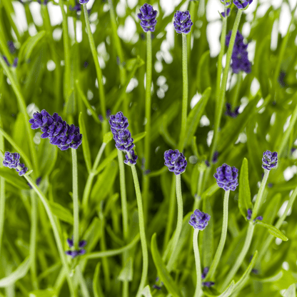 Lavandula angustifolia (4er - Set) – Echter Lavendel Ø19 cm | Duft &amp; Bienenliebe - Wurzelwerk Design