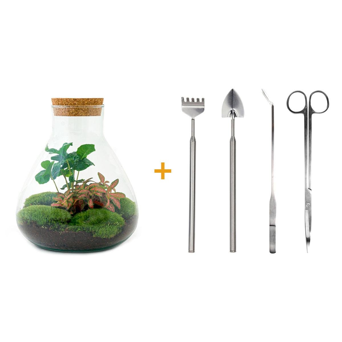 Everspring Flaschengarten Sammie Coffea Pflanze, 26 cm hoch, in kleiner Glasflasche, grüne Kaffeepflanze für Zimmerdekoration