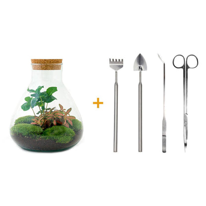Everspring Flaschengarten Sammie Coffea Pflanze, 26 cm hoch, in kleiner Glasflasche, grüne Kaffeepflanze für Zimmerdekoration