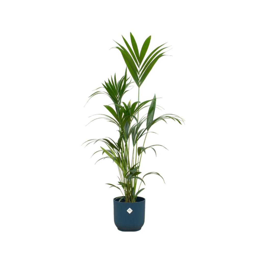 Kentia - Palme 160cm mit Topf – Elegante Zimmerpalme für stilvolles Grün - Wurzelwerk Design