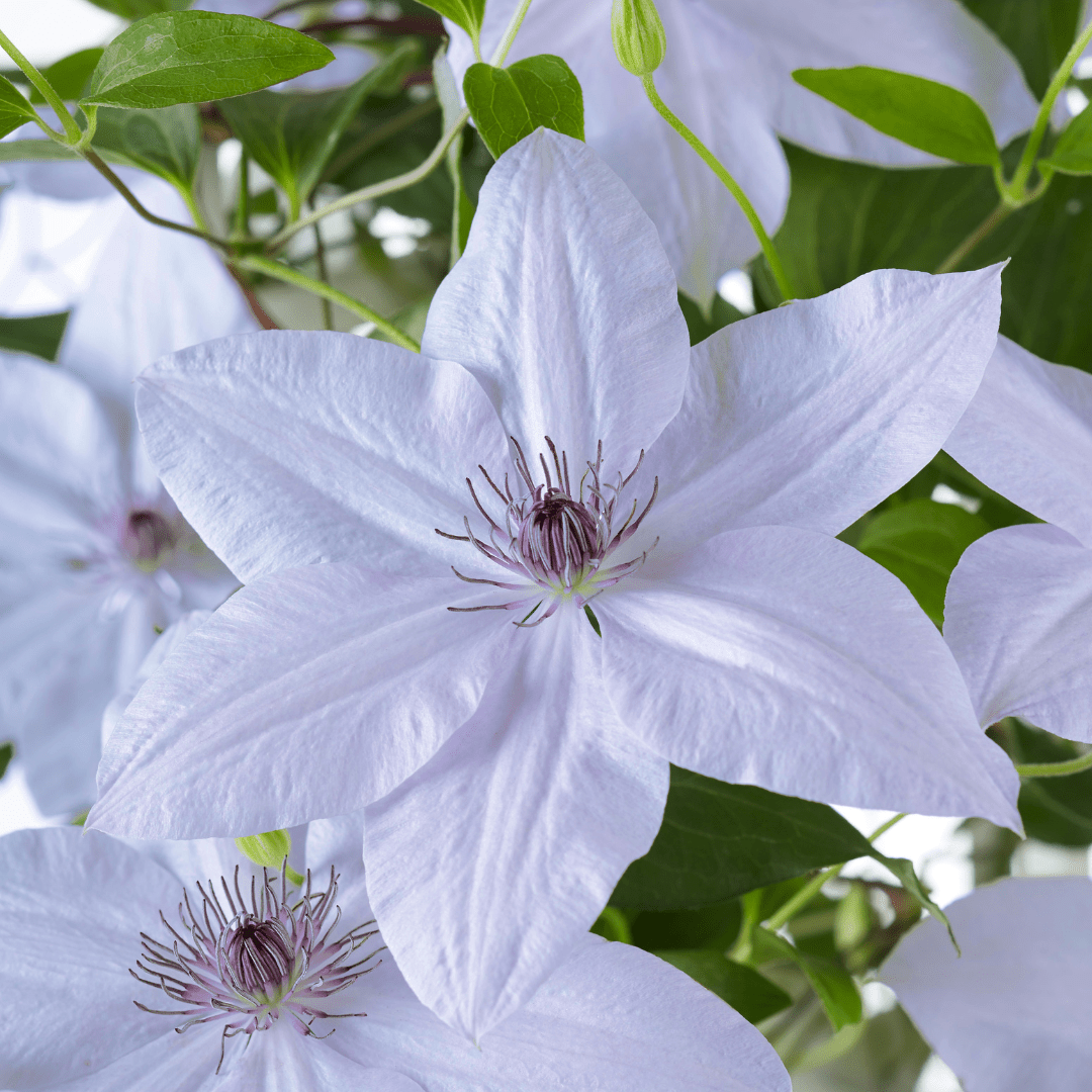 Clematis Double Up kaufen | Masa + Bernadine – Topf Ø 23 cm - Wurzelwerk Design