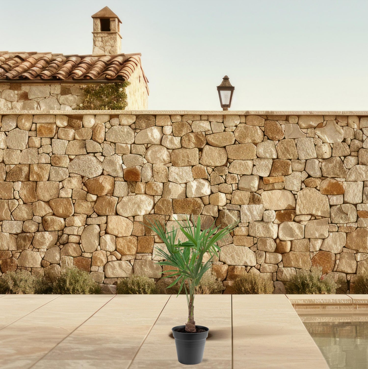 Trachycarpus fortunei – winterharte Hanfpalme im Topf für Garten, Terrasse oder Balkon