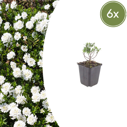 6x Iberis semp. &