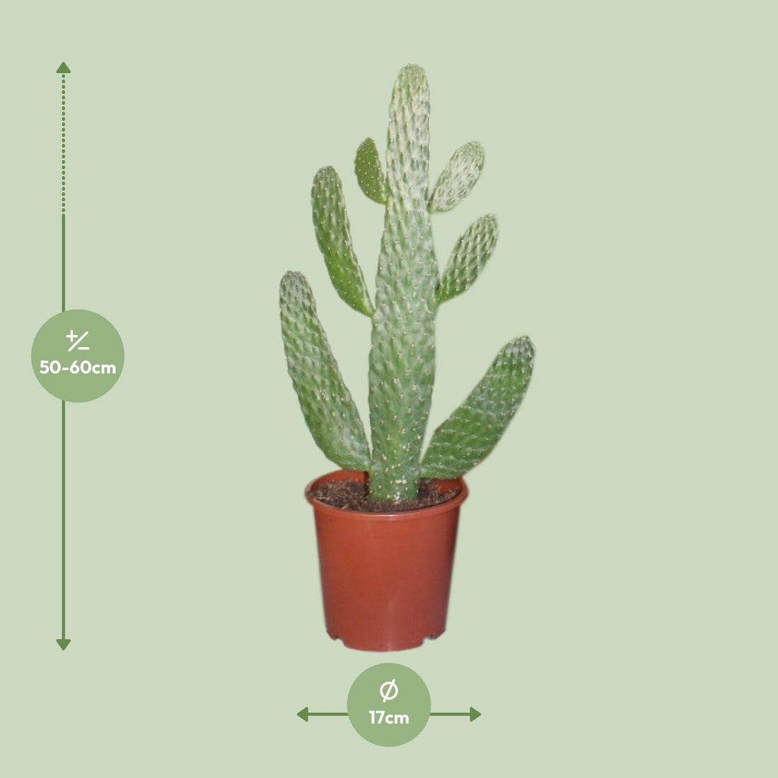Opuntia Consolea Pflanze von Everspring, Durchmesser 17cm, Höhe 55cm, grüne Kakteenpflanze auf heller Oberfläche
