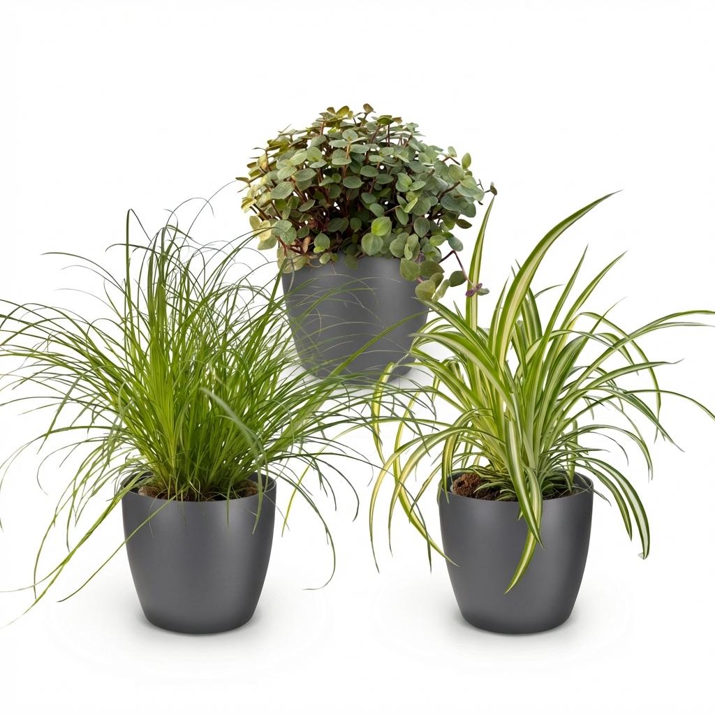 Drei Zimmerpflanzen im weißen, grauen oder Körbchen-Topf, inklusive Cyperus, Calissia und Chlorophytum, ca. 20 cm hoch.