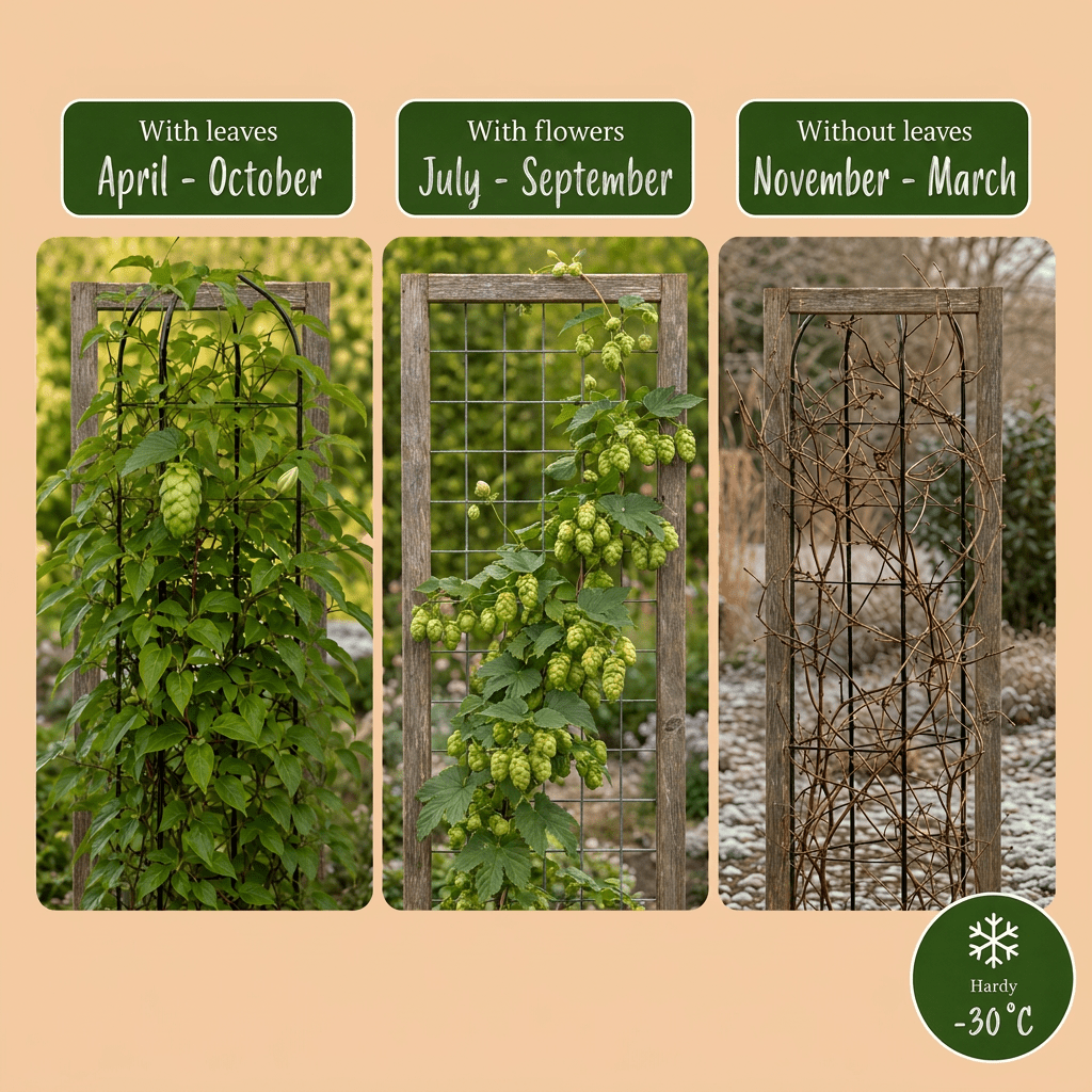 Hopfen &