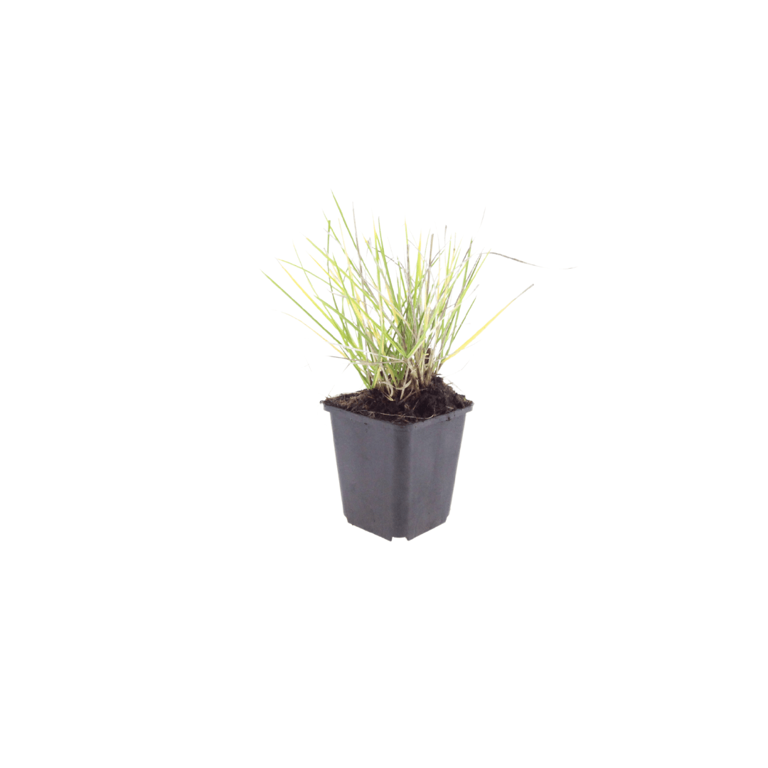 Sechsmal Sesleria autumnalis Pflanze von Everspring, Höhe 10-25 cm, Durchmesser 9 cm, grüne grassartige Blätter, Topfpflanzen.