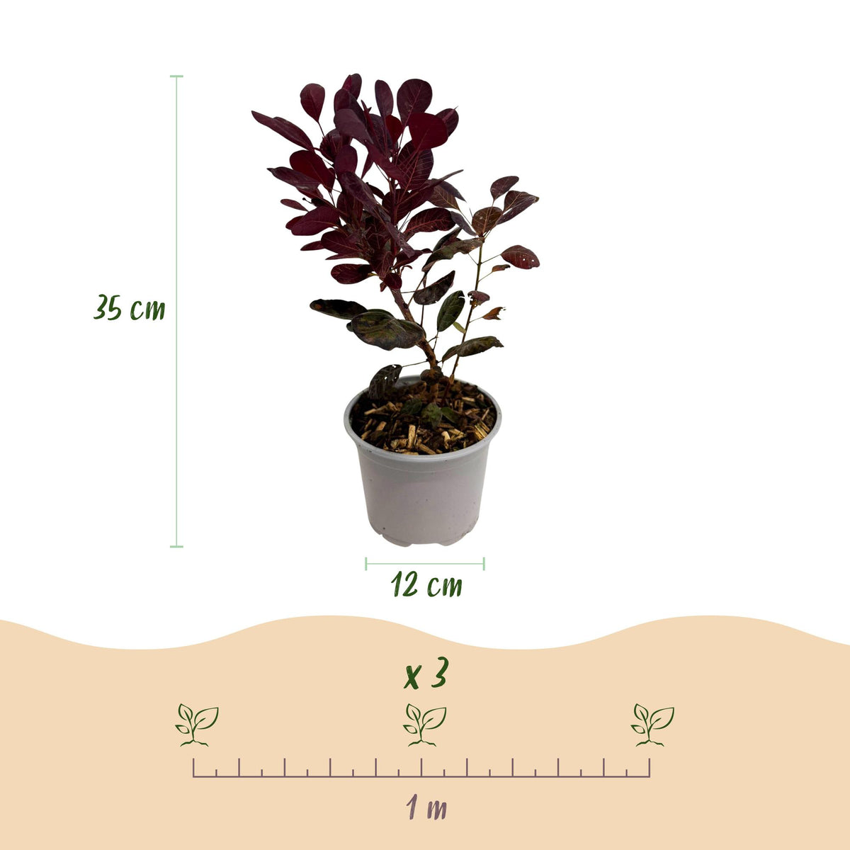 GrünboutiQ Cotinus coggyria Lilla Gartenpflanze, lila Blätter, topf 12cm, 35cm hoch, laubabwerfend, pflegeleicht, Everspring
