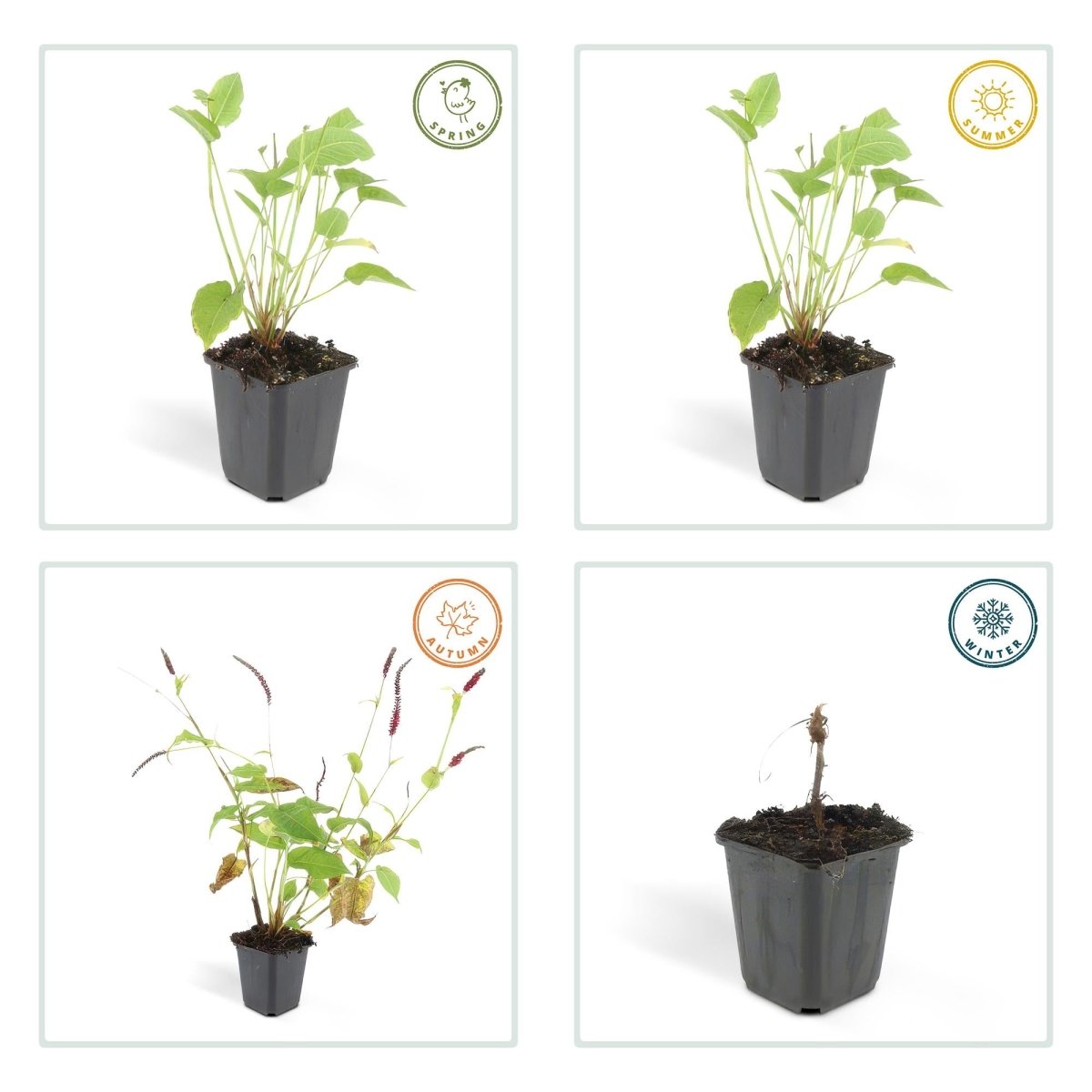 Persicaria amplexicaulis – 24 Pflanzen Ø 9 cm Höhe 10–25 cm – Kerzenknöterich | Blütenstarke Staude für Sonne &amp; Halbschatten - Wurzelwerk Design