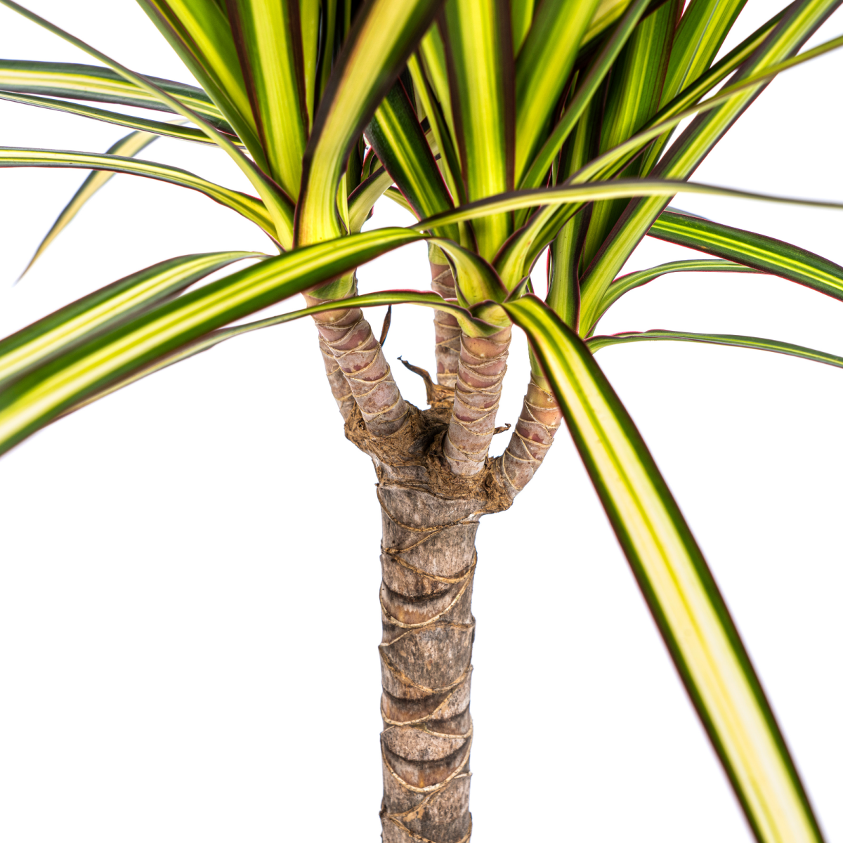 Dracaena Marginata Sunray Ø 17 cm - Höhe 60 - 80 cm - Wurzelwerk Design