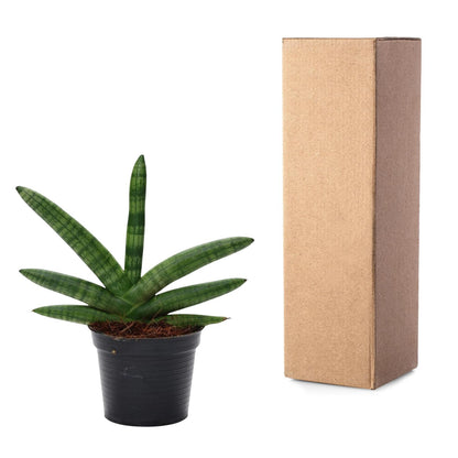 Sansevieria ‘Skyline’ – 25 cm kompakte Design‑Pflanze