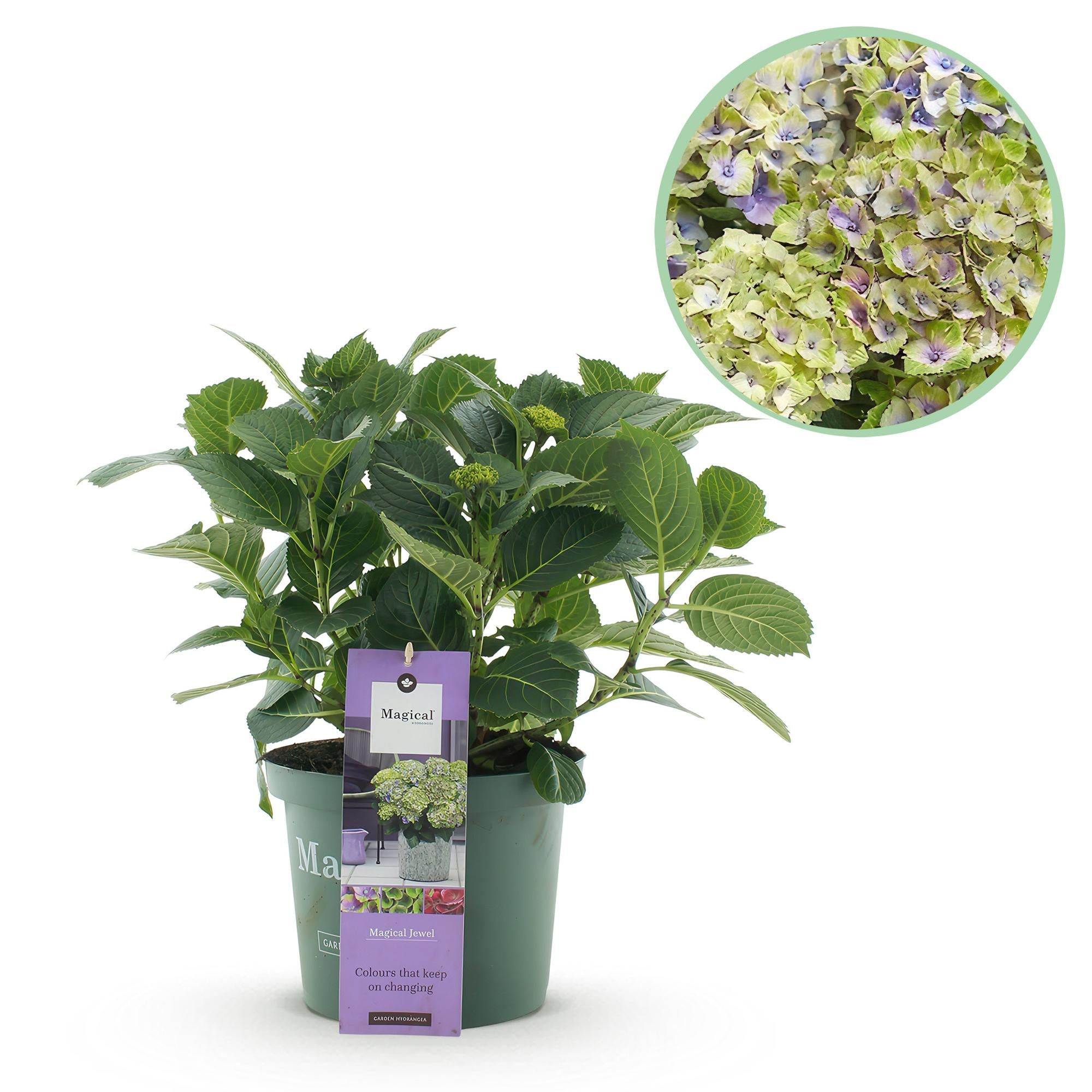 Hydrangea Magical Jewel Blue Topfpflanze mit 6-10 blauen Blüten, 55cm hoch, Everspring, in 23cm Topf