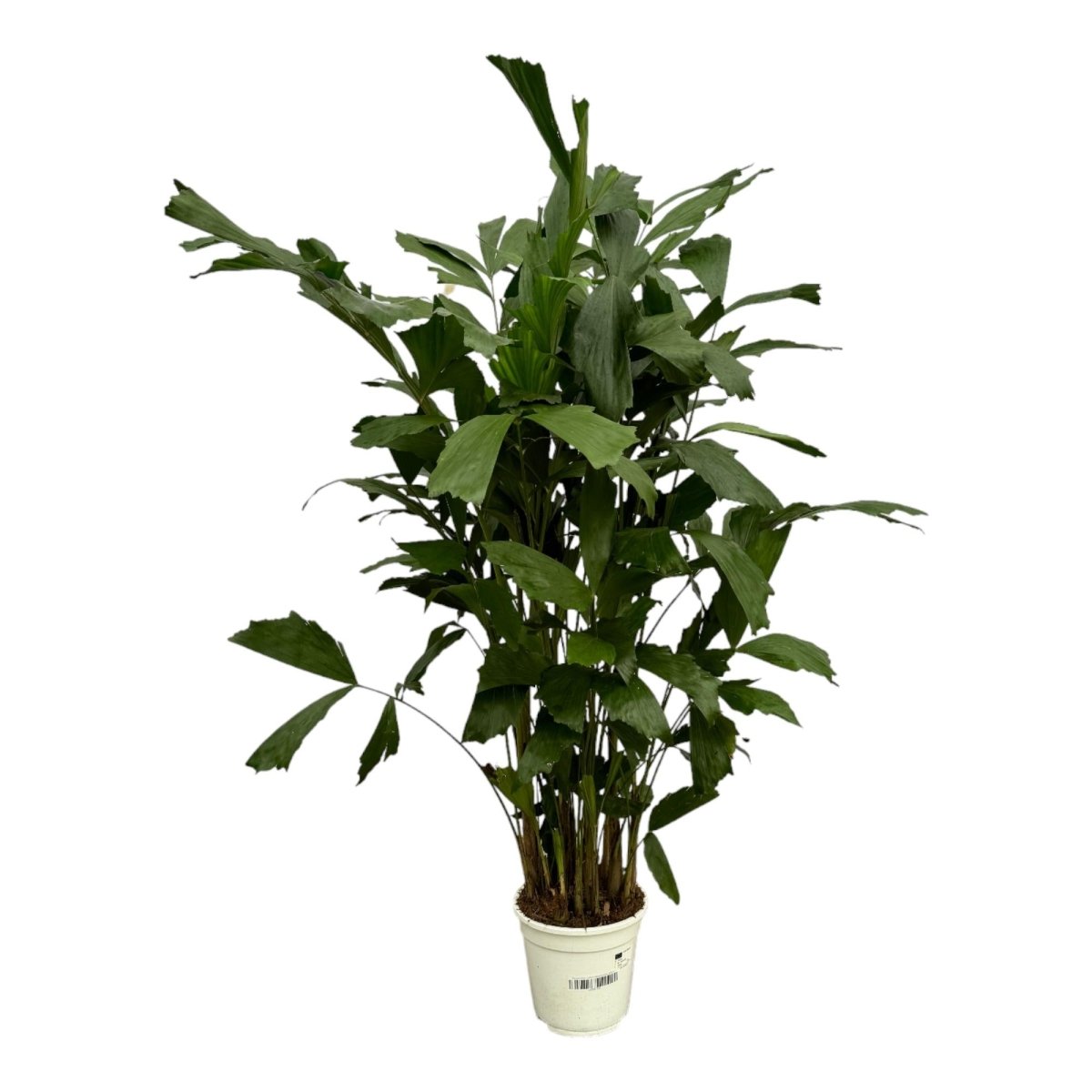 Caryota mitis | Fischschwanzpalme in verschiedenen Größen – Tropische Zimmerpalme - Wurzelwerk Design