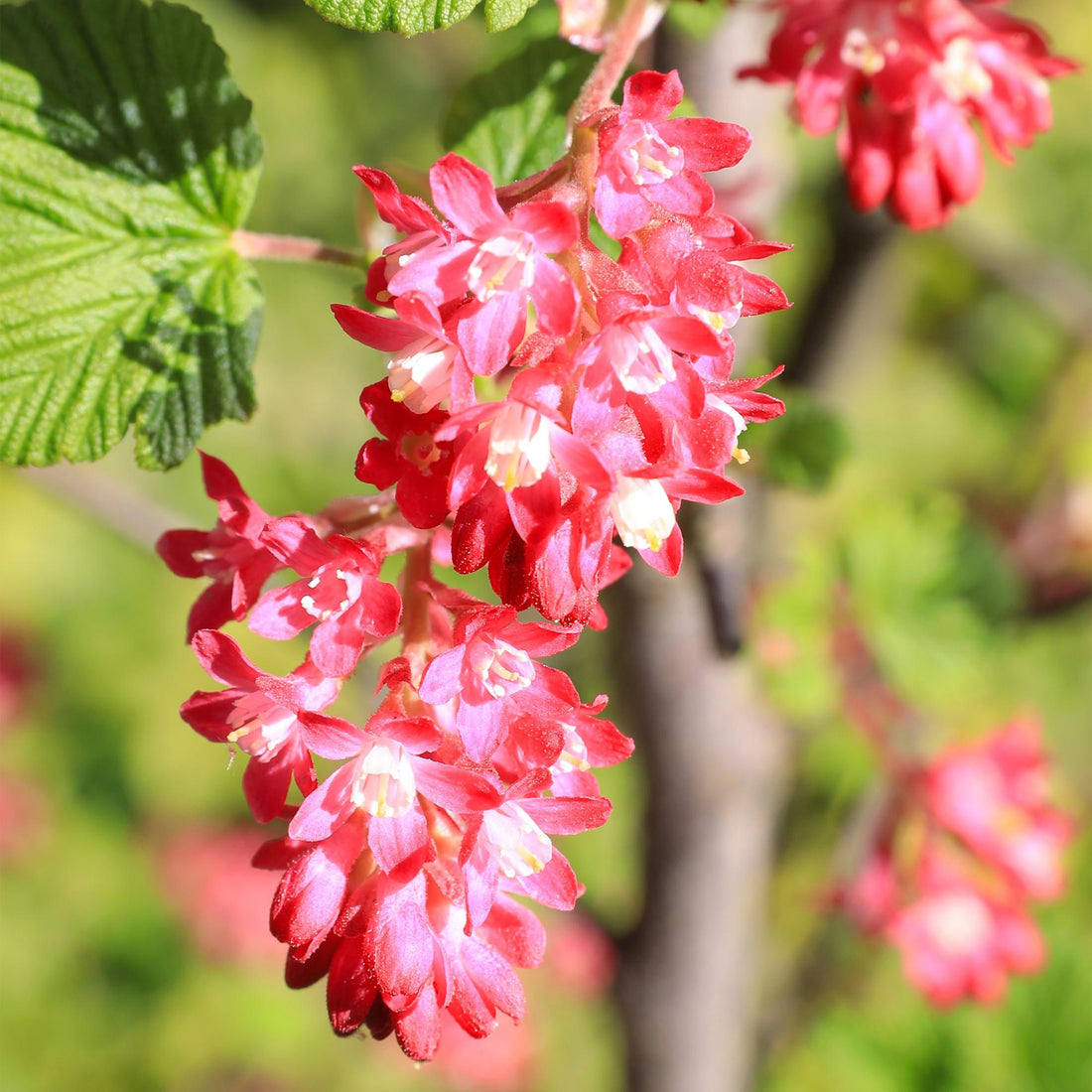 Everspring Ribes sanguineum Kind Edward Pflanze mit roten Blüten, laubabwerfend, in 17cm Topf, Höhe 45cm, pflegeleicht.