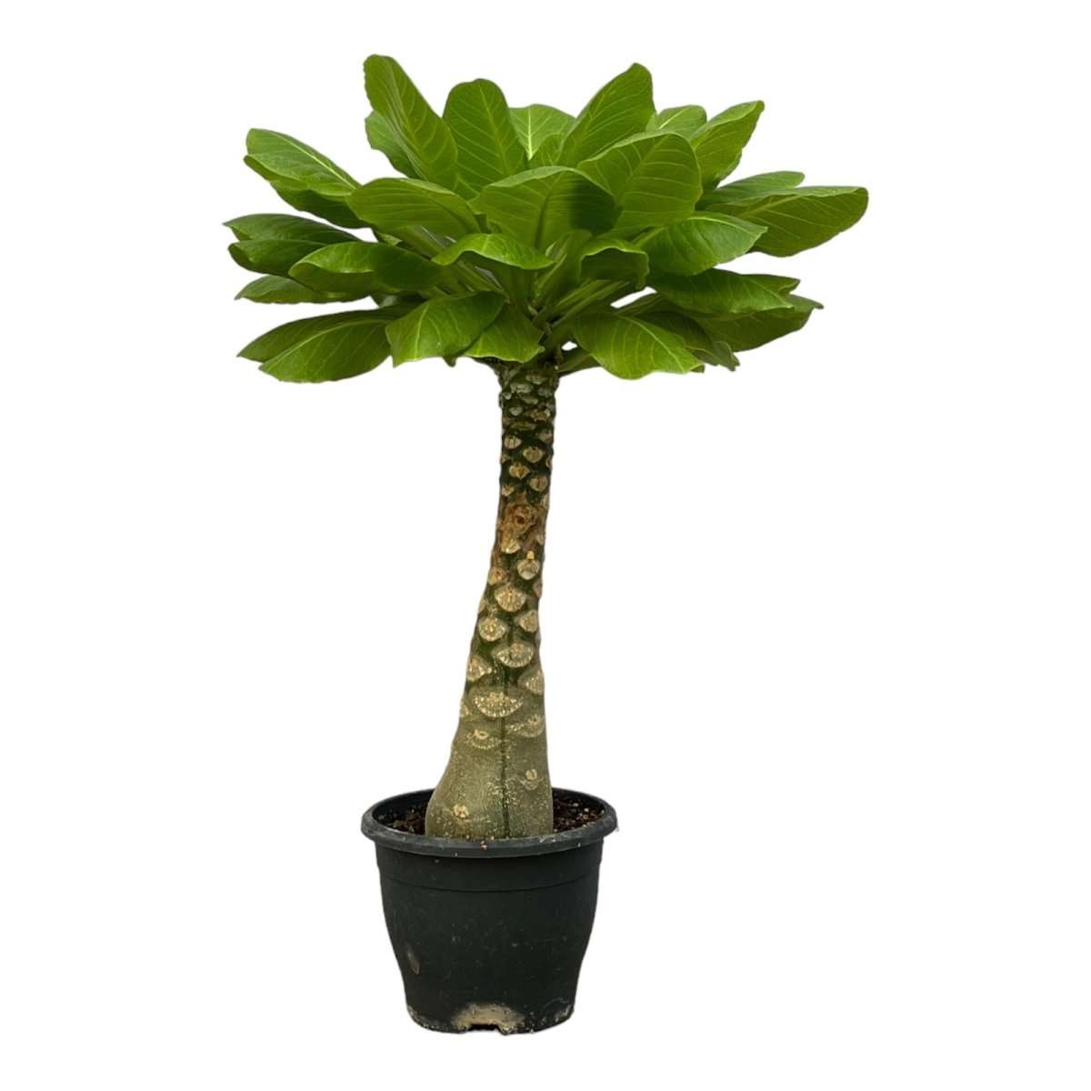 Hawaii - Palme Brighamia Insignis - 25 cm - Ø 12 cm - Wurzelwerk Design