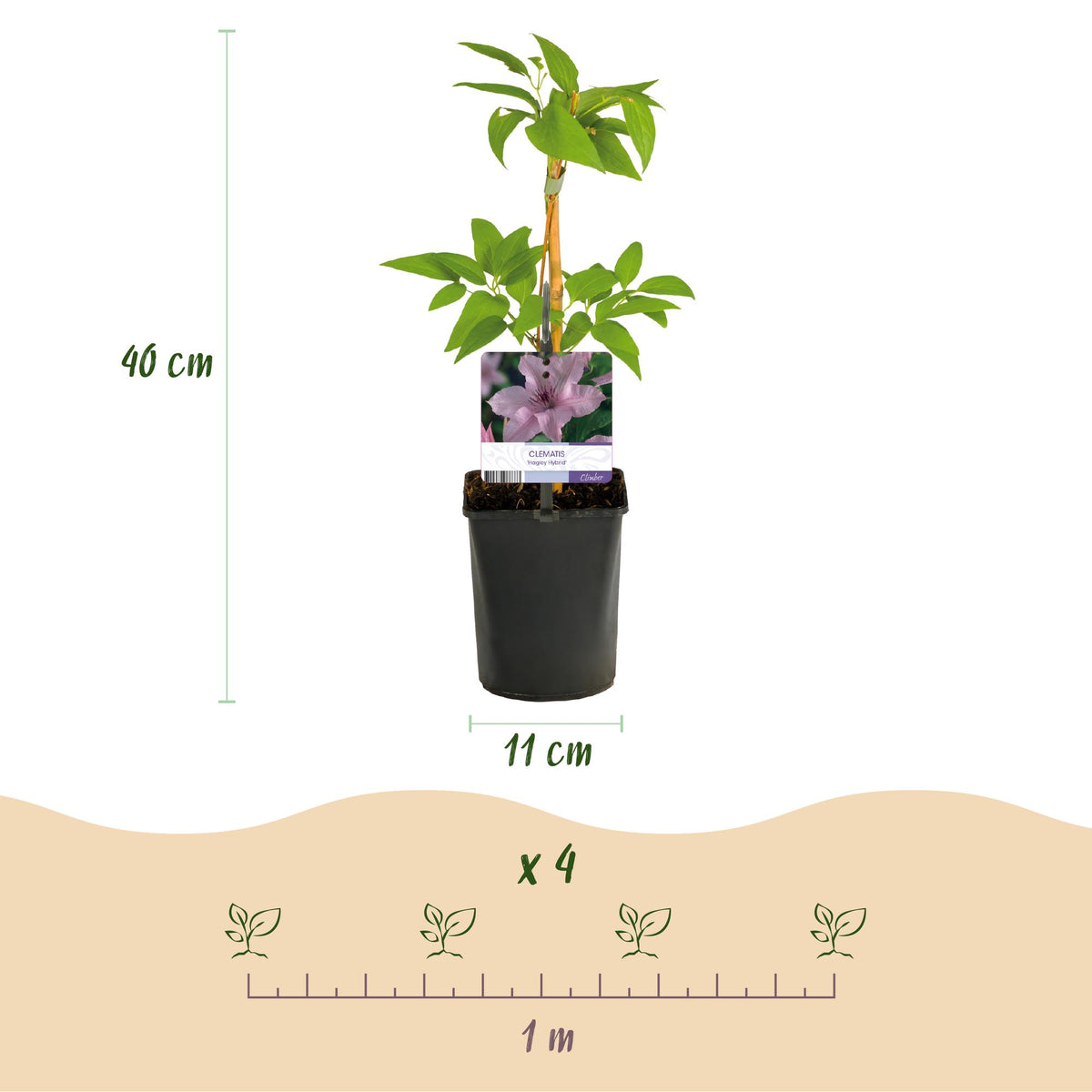 Zwei Everspring Clematis Hagley Hybrid Pflanzen mit rosa Blüten in Töpfen, Höhe ca. 40cm, wenig Pflege, 11cm Topf.