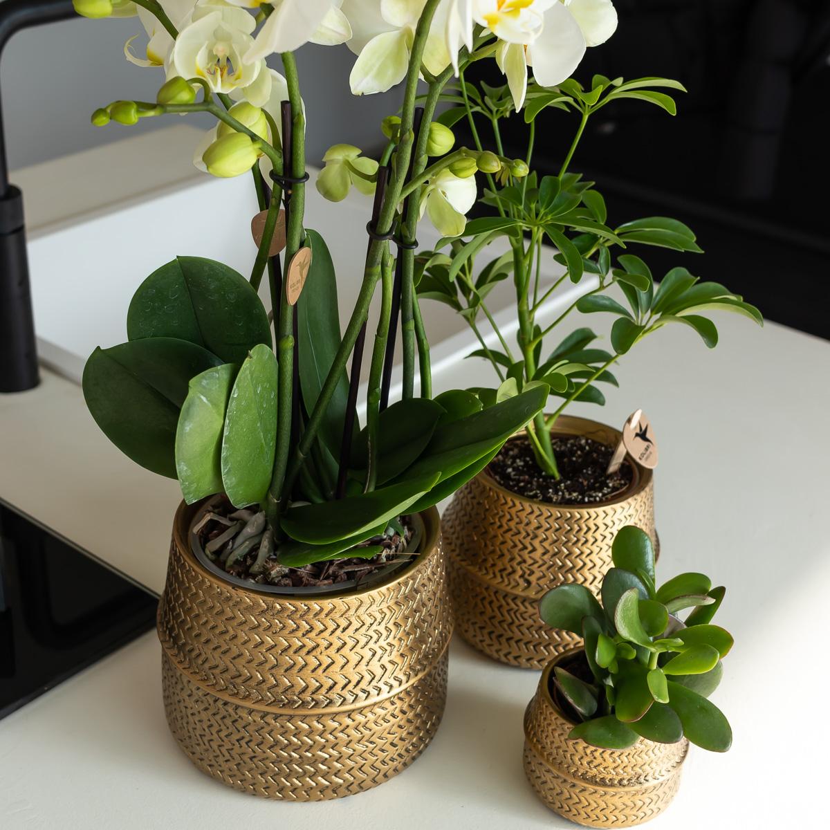 Groove Blumentopf - Goldener Keramik - Topf - Ø 9 cm - Wurzelwerk Design