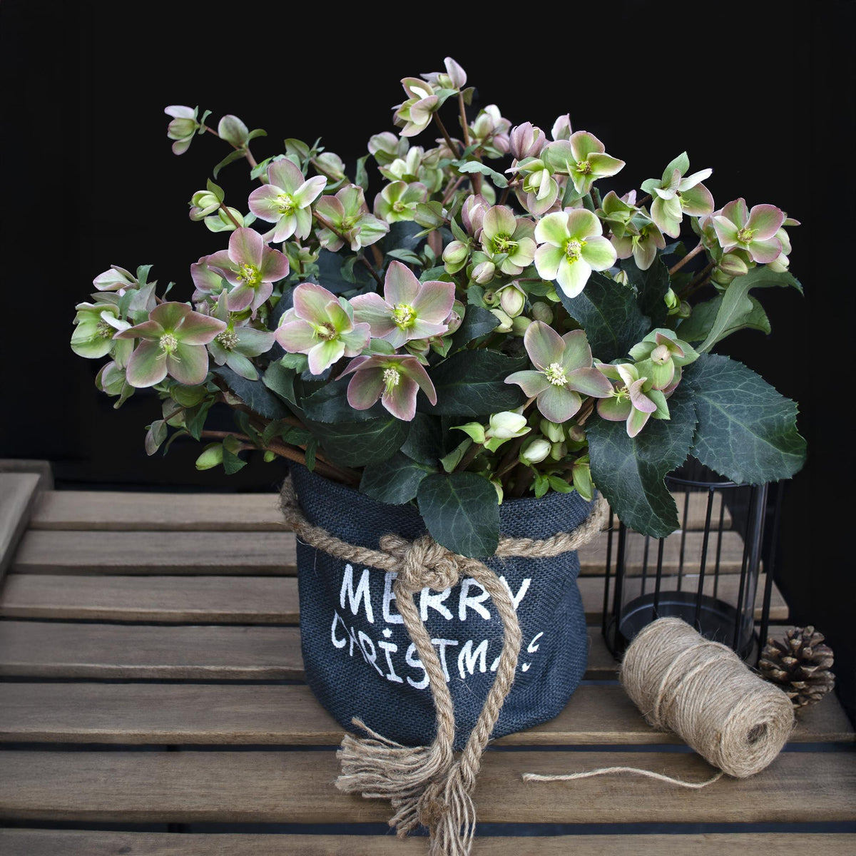 Helleborus &