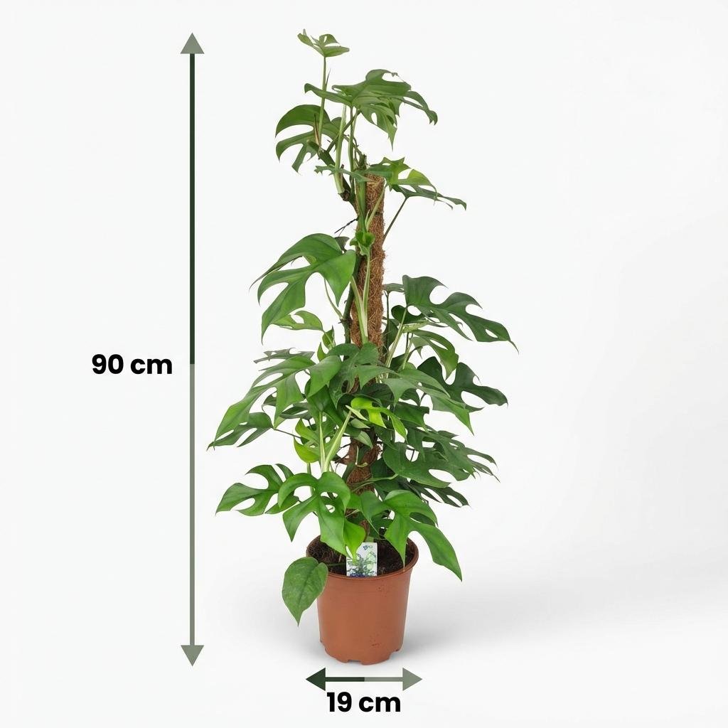 Monstera Minima Moosstab kaufen | Mini-Fensterblatt – Topf Ø 19 cm, Höhe 90 cm - Wurzelwerk Design
