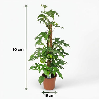 Everspring Monstera Minima Pflanze mit Moosstab, Topf Ø 19 cm, Höhe 90 cm, grüne Fensterblattpflanze im Thumbnail.