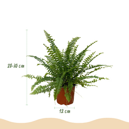 Everspring Nephrolepsis exaltata Green Lady Farn, 25cm hoch, grüne Pflanze in 12cm Topf, Zimmerpflanze mit üppigem Laub