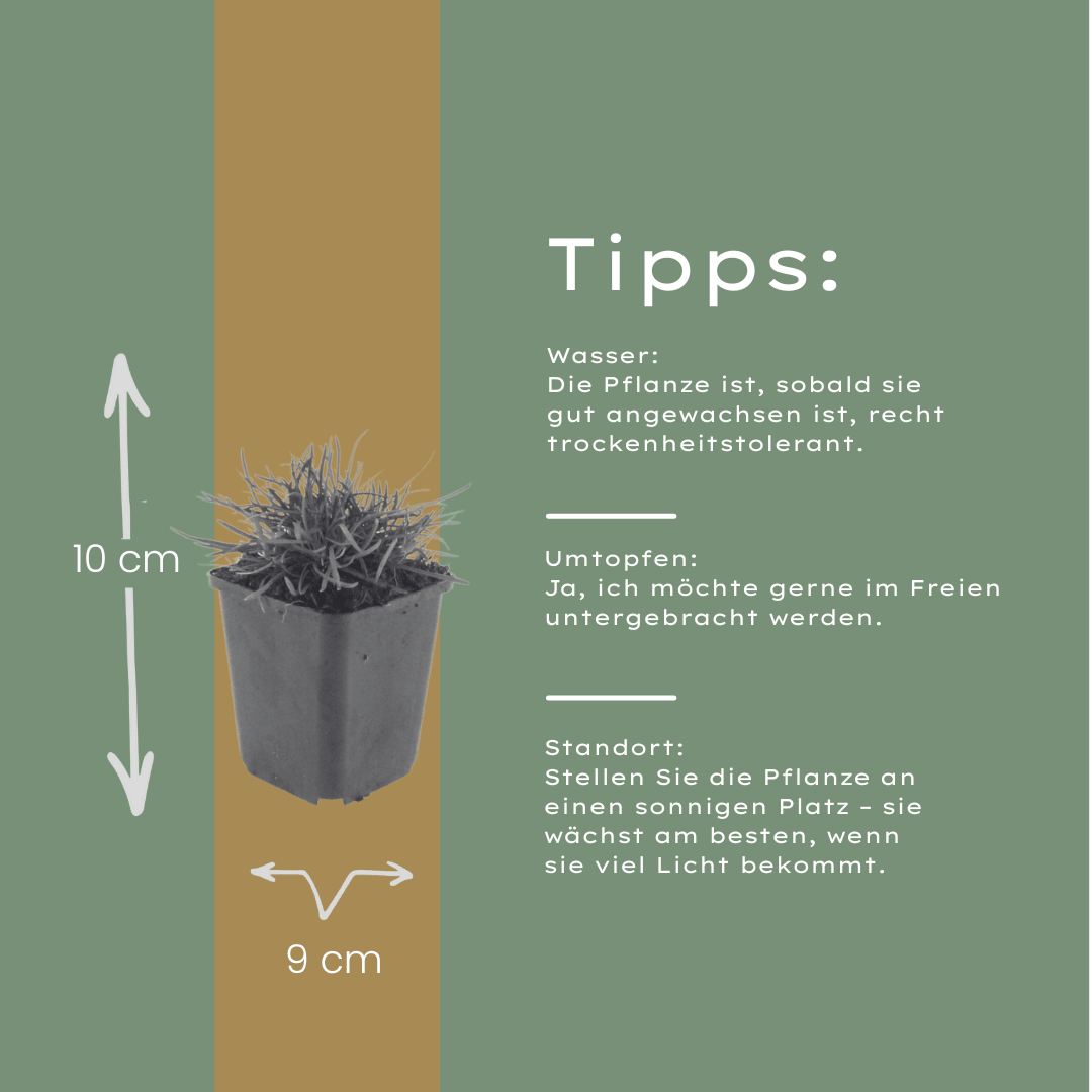 Sechs Everspring Armeria &