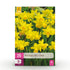 Blumenzwiebeln Narzisse Tete - A - Tete | 25 Stück Gelb – Zwiebelgröße 10/11 – XXL Pack - Wurzelwerk Design