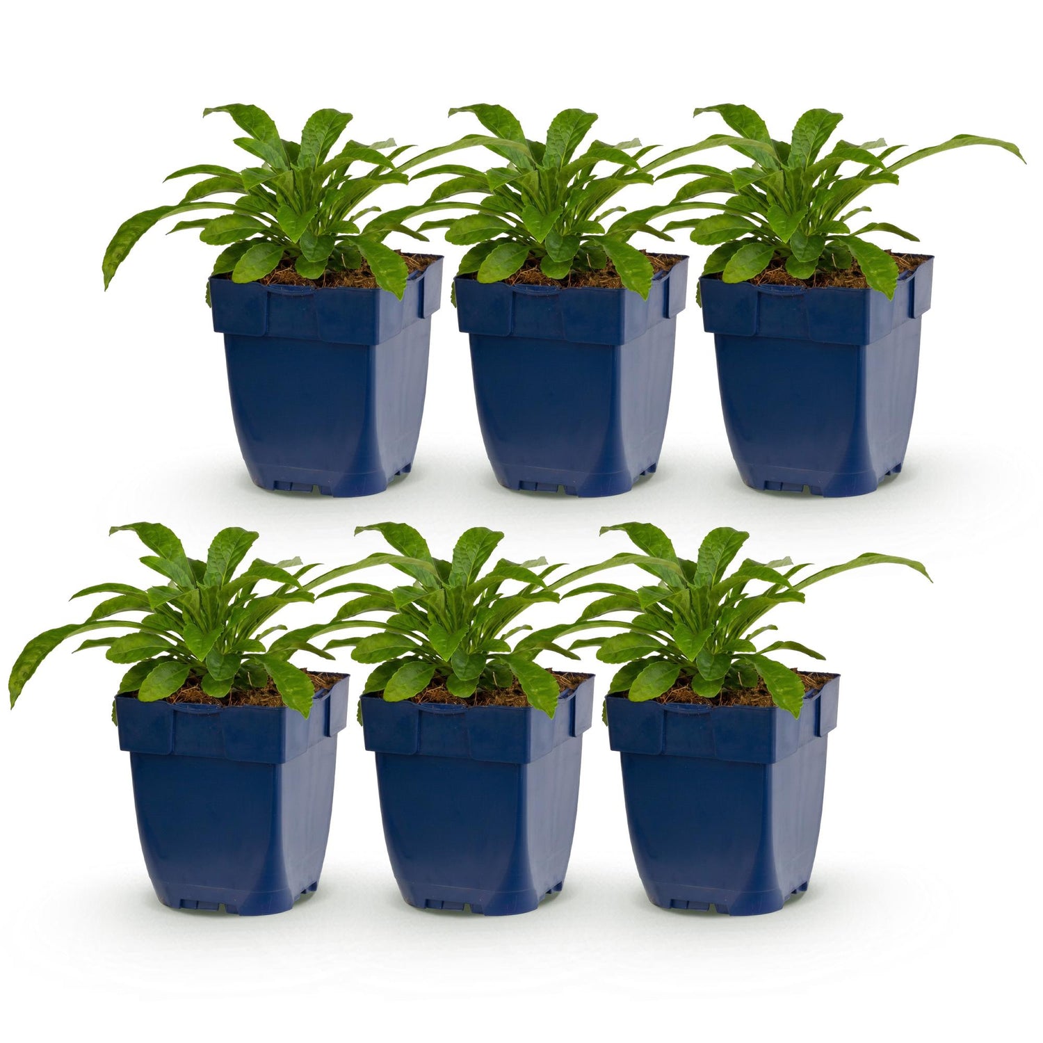 Weiße Glockenblume kaufen | Campanula Alba – 6er-Set