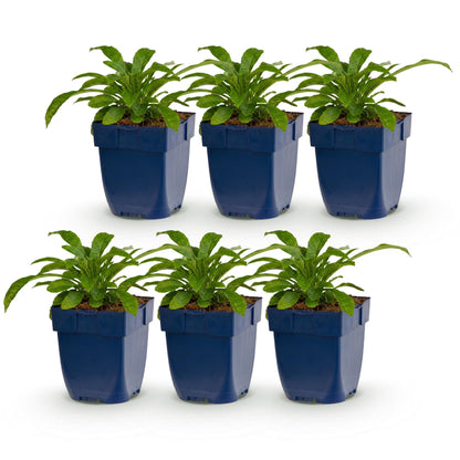 Weiße Glockenblume kaufen | Campanula Alba – 6er-Set