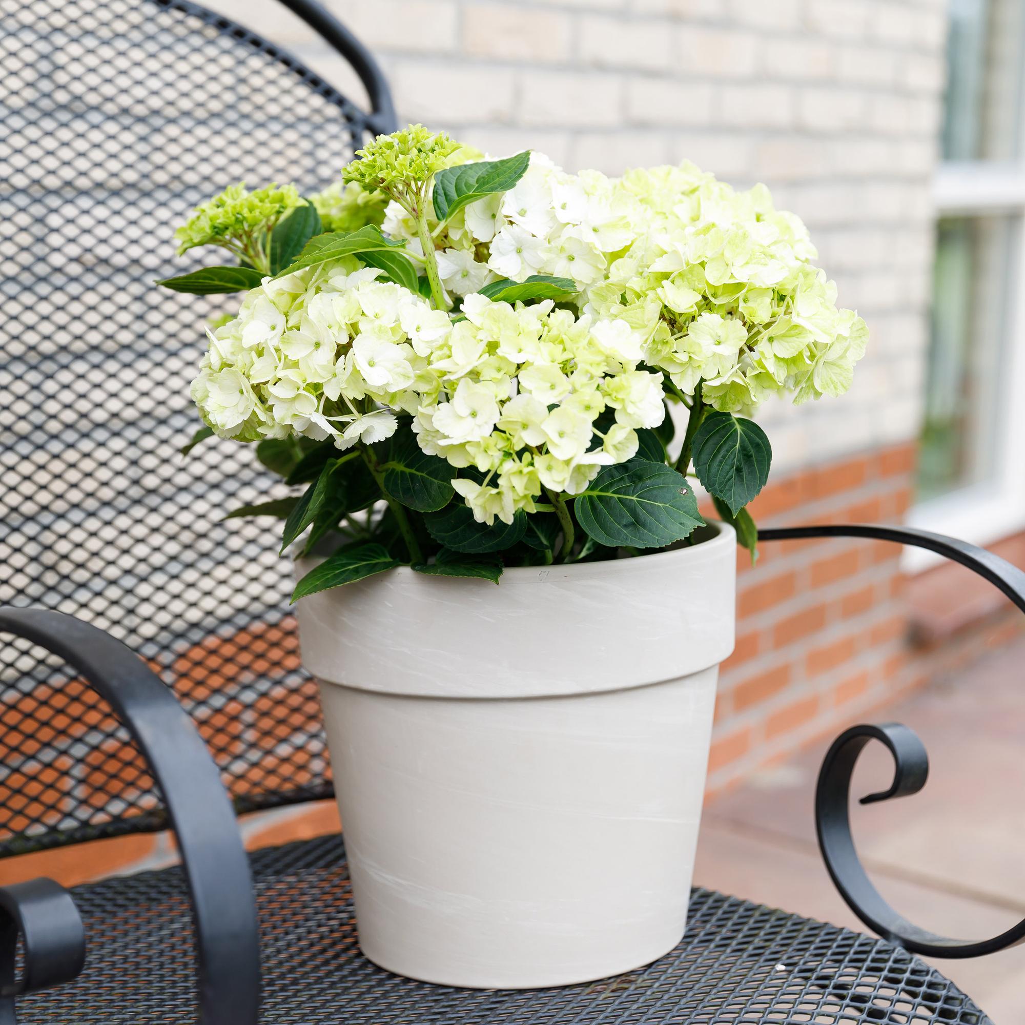 Weiße Hortensie Hydrangea Magical Nobless von Everspring, Topf 23cm, 55cm hoch, mit 6-10 Blüten, schöne Gartenpflanze