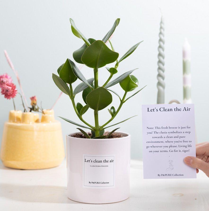Clusia Rosea Geschenk „Let&
