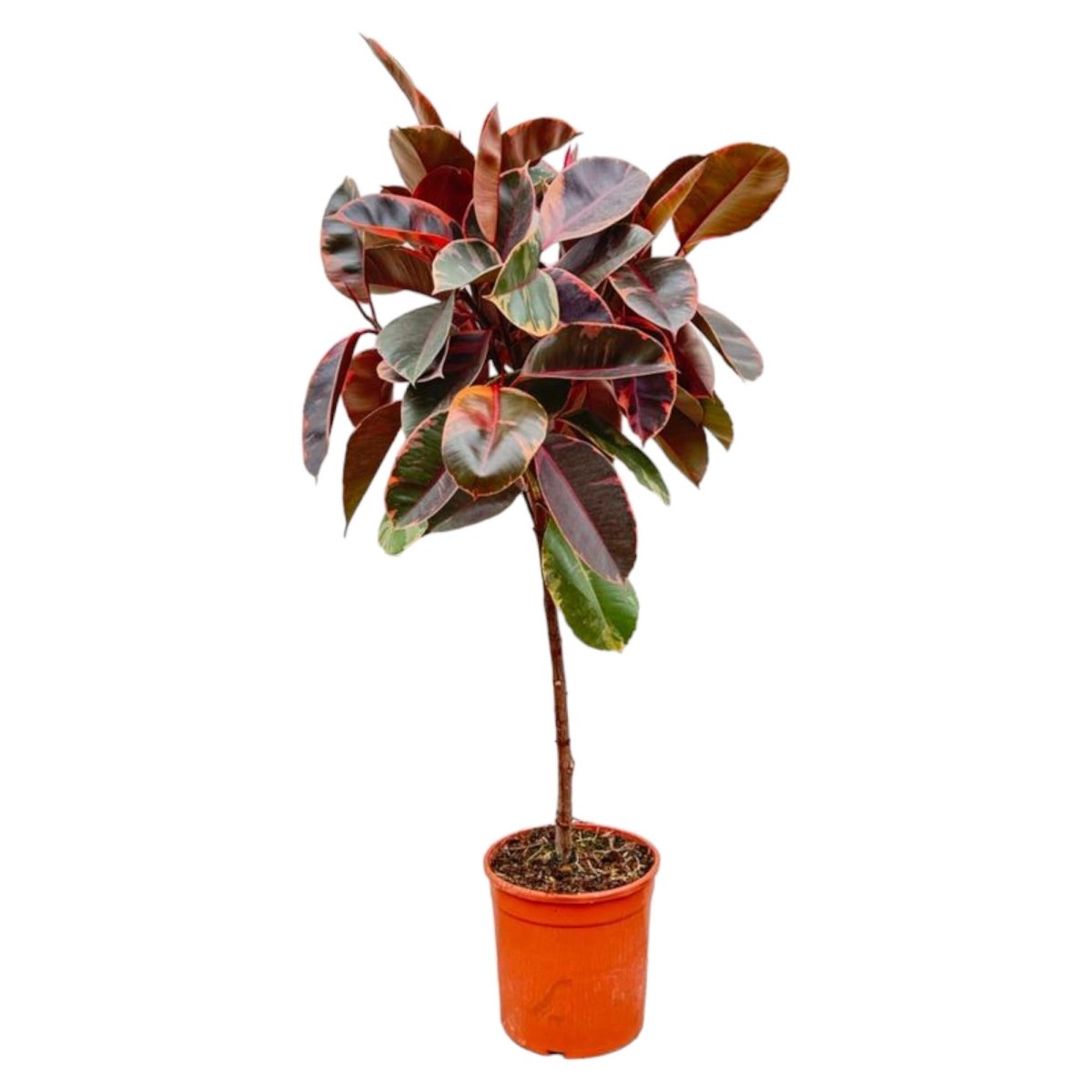 Ficus Elastica Robusta – Eleganter Gummibaum auf Stamm - Wurzelwerk Design