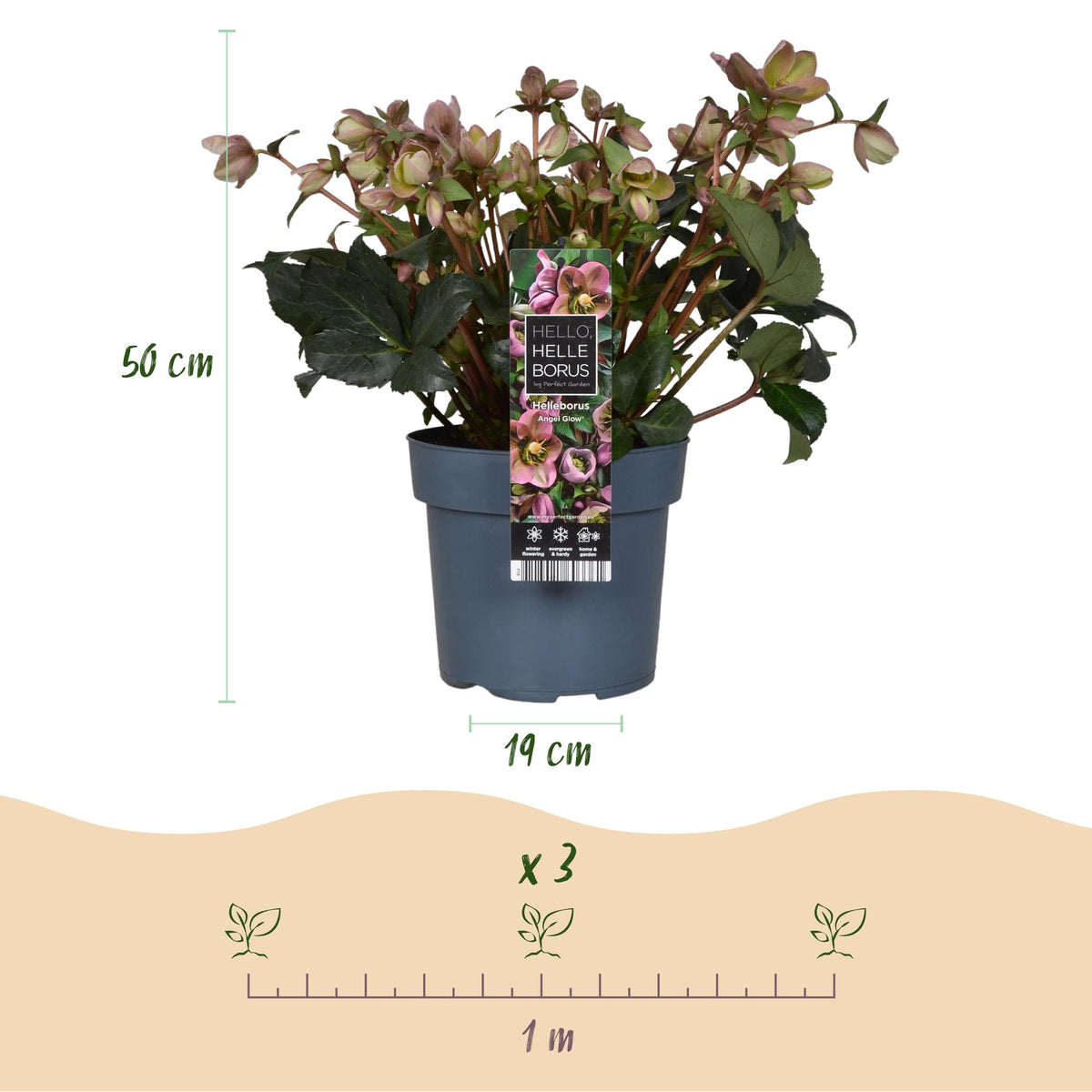 Helleborus &