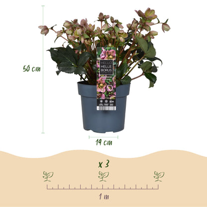 Helleborus &