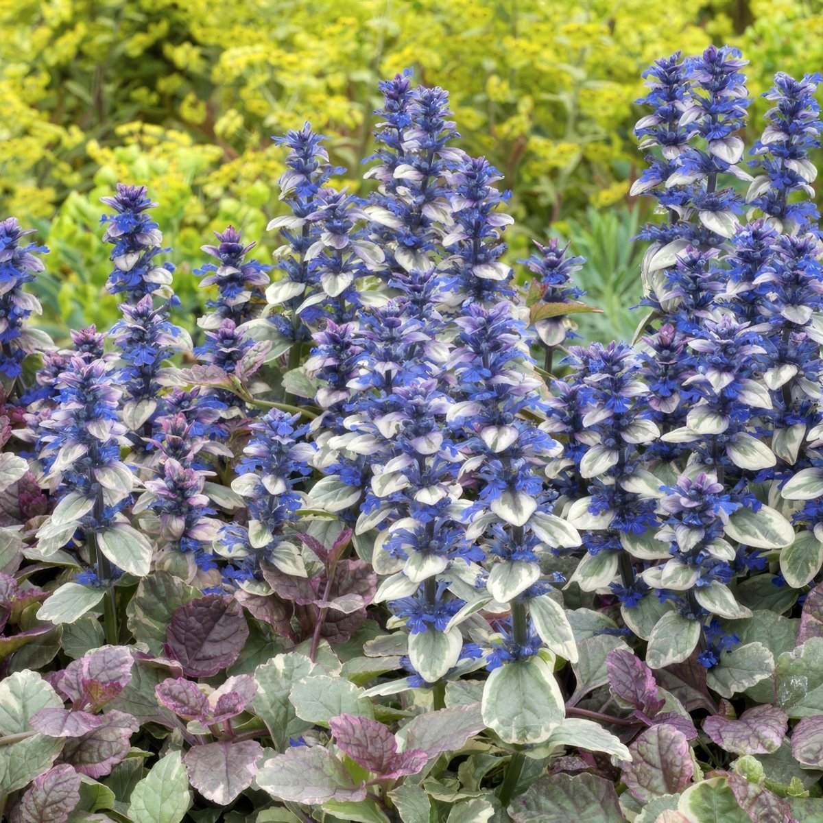 24x Ajuga reptans ‘Burgundy Glow’ – Kriechender Günsel mit buntem Laub – Höhe 10–25 cm – Ø 9 cm - Wurzelwerk Design