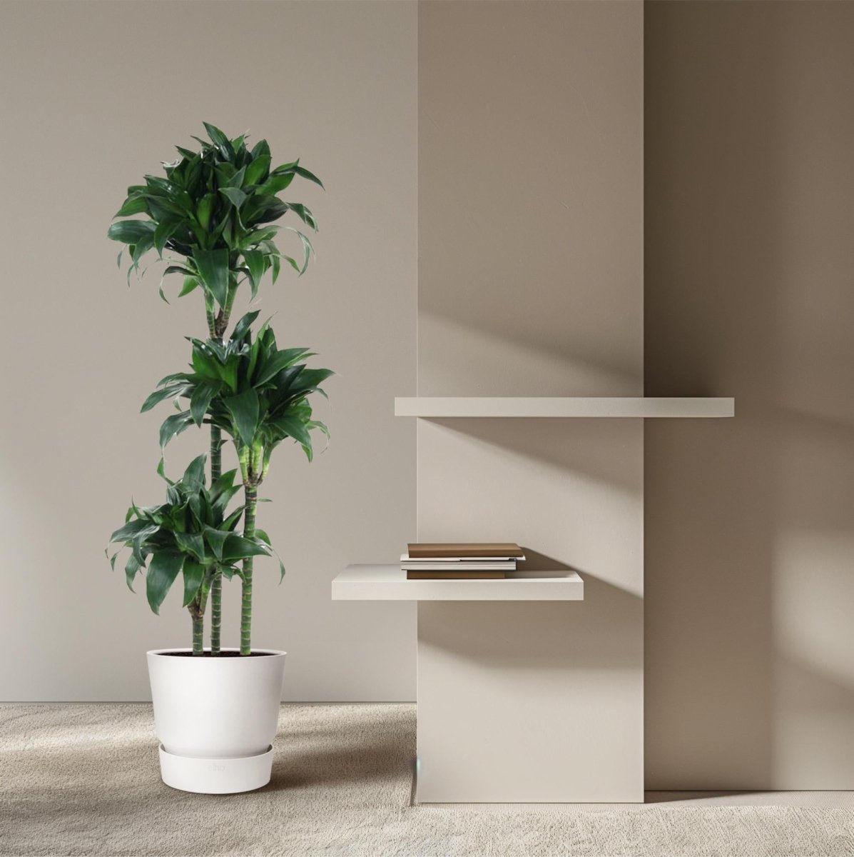 Dracaena Tatuade 140 cm – Pflegeleicht &amp; luftreinigend - Wurzelwerk Design