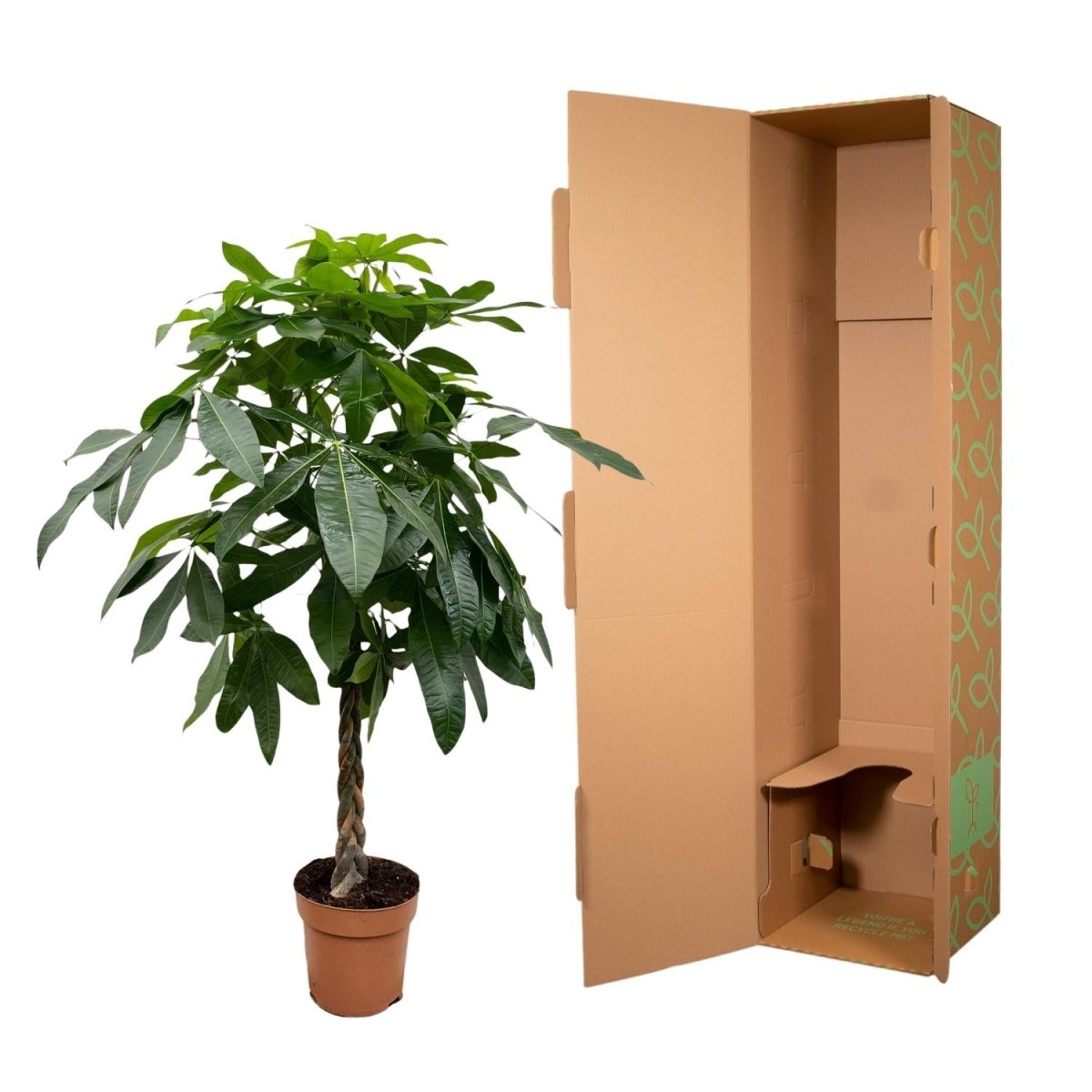 Pachira aquatica 170 cm | Glückskastanie im Ø27 cm - Wurzelwerk Design