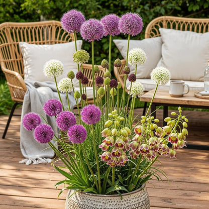 Blumenzwiebeln Allium Mix | 80 Stück Farbenmix – Geschenkverpackung – winterhart &amp; bienenfreundlich - Wurzelwerk Design