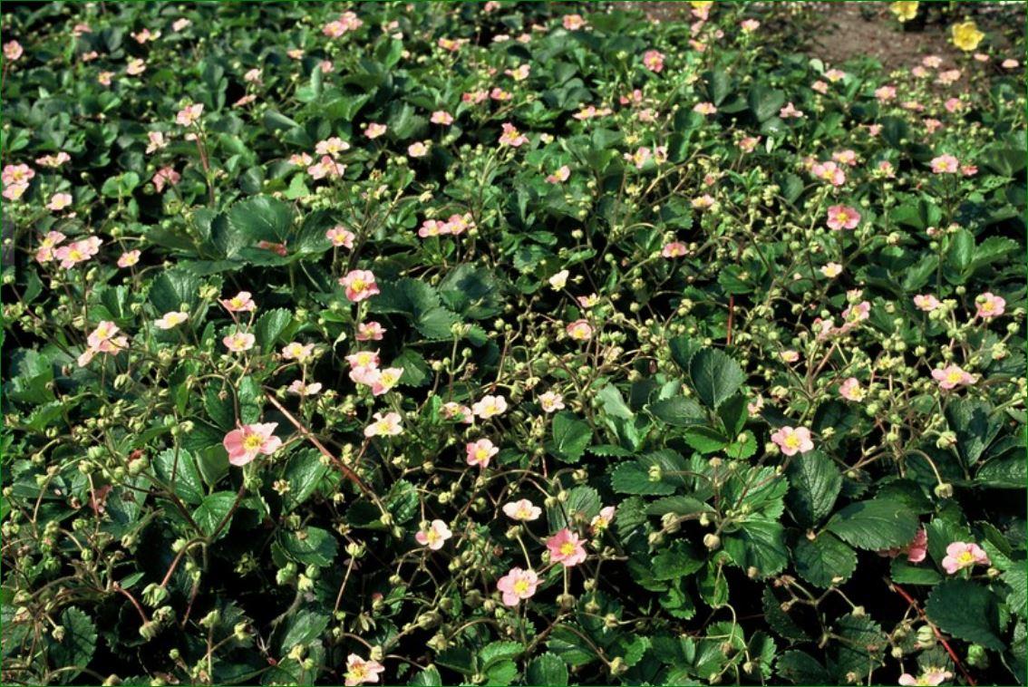 24x Fragaria vesca – Wald - Erdbeere für Garten &amp; Beet – Höhe 10–25 cm – Ø 9 cm Topf - Wurzelwerk Design