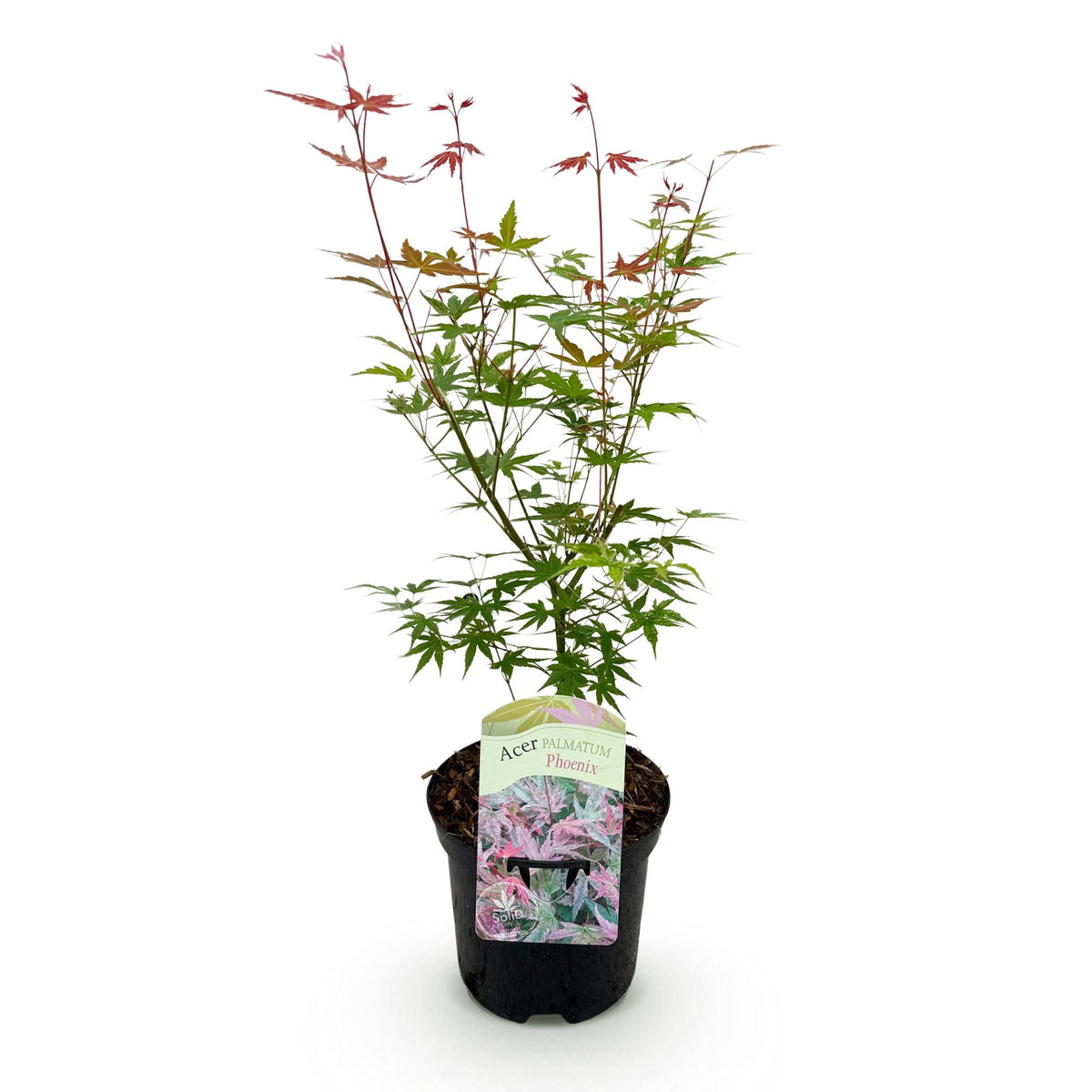 Japanischer Ahorn Acer palmatum Phoenix mit rosa Blättern, topf 19cm, Höhe 70cm, laubabwerfende Pflanze von Everspring