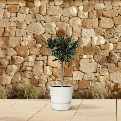 Oleander Hochstamm – Nerium Oleander – ca. 90 cm – Ø22 cm Topf – Immergrün &amp; Mediterran - Wurzelwerk Design