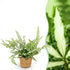 Pteris cretica Albolineata Schwertfarn in Korb, 12cm Topf, 20cm hoch, haustierfreundliche Pflanze von Everspring