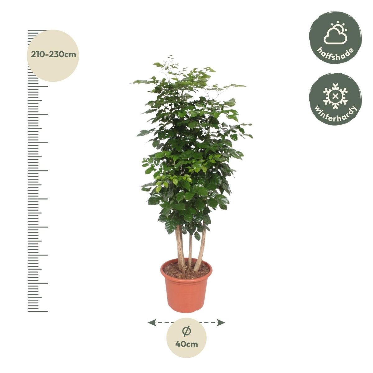 Radermachera hainanensis – 190 cm | Tropischer Blickfang für dein Zuhause - Wurzelwerk Design