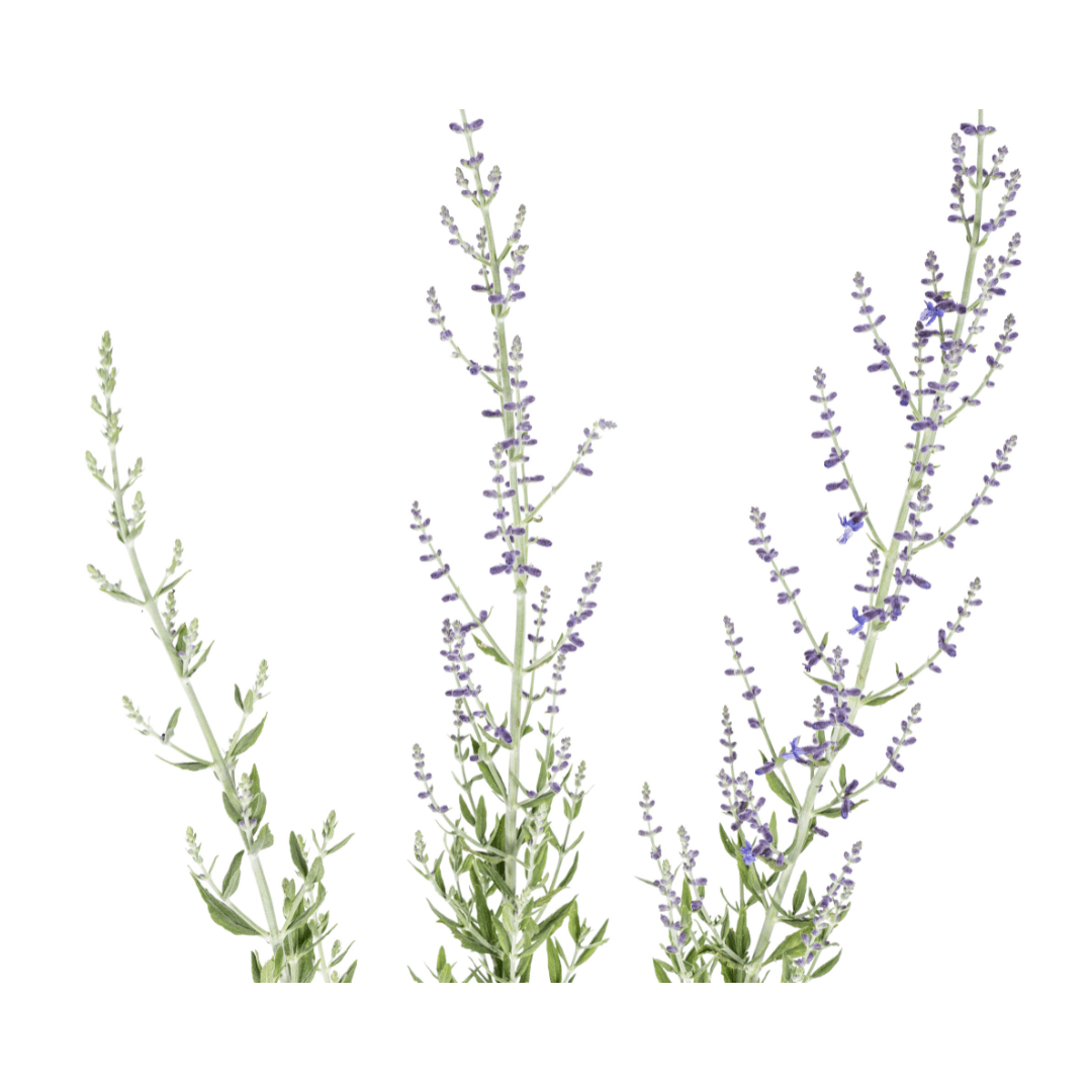Blauraute – Perovskia atriplicifolia online kaufen | Blau, Bienenfreundlich &amp; Pflegeleicht – Wurzelwerk Design - Wurzelwerk Design